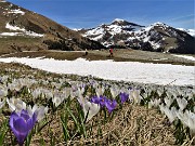 36 Sceso dal Passo San Simone sono sui pascoli fioriti di Crocus vernus oltre la Casera dei Sessi